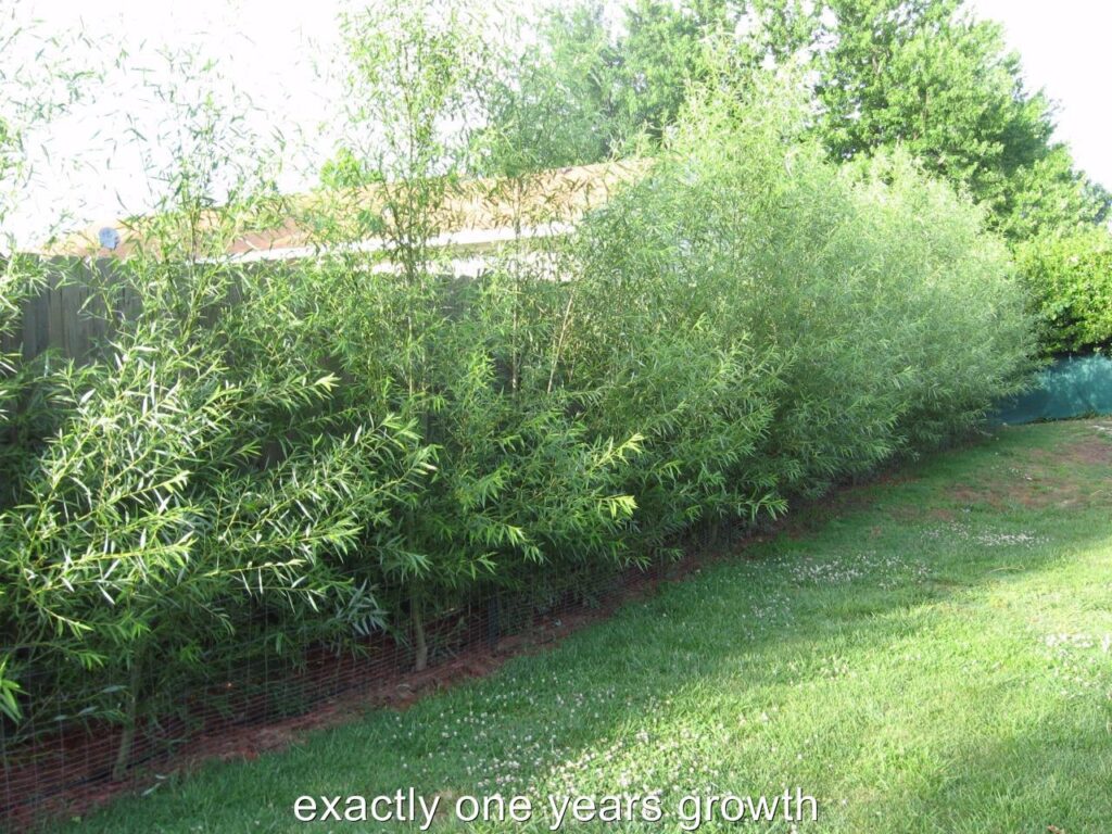 100 Austree Hybrid Willow Trees. Instant Privacy Hedge Fence. Grows 12